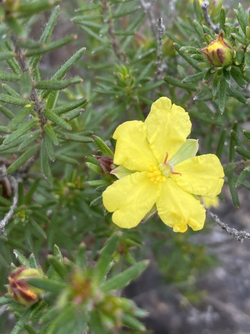 Hibbertia concinna photo 3