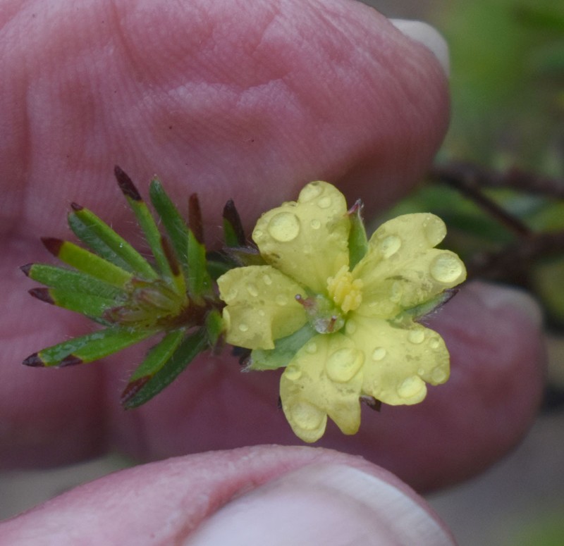 Hibbertia concinna photo 5