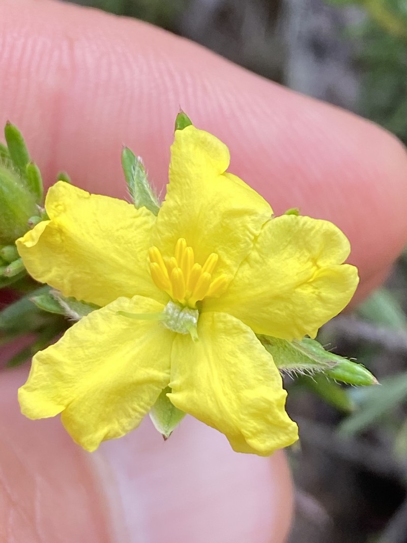 Hibbertia concinna photo 6