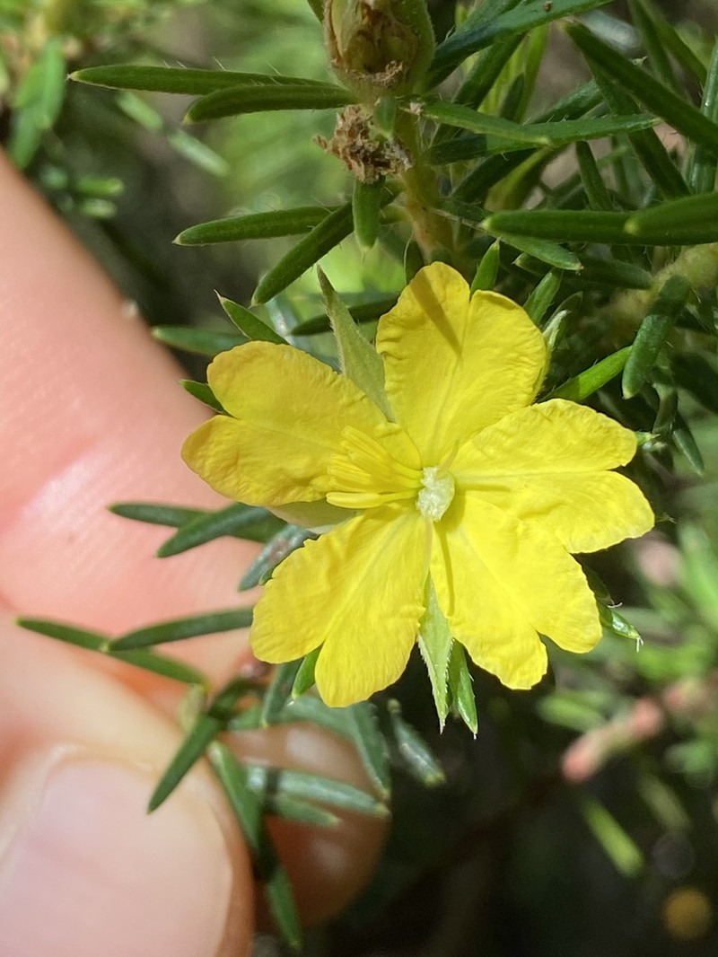 Hibbertia concinna photo 7