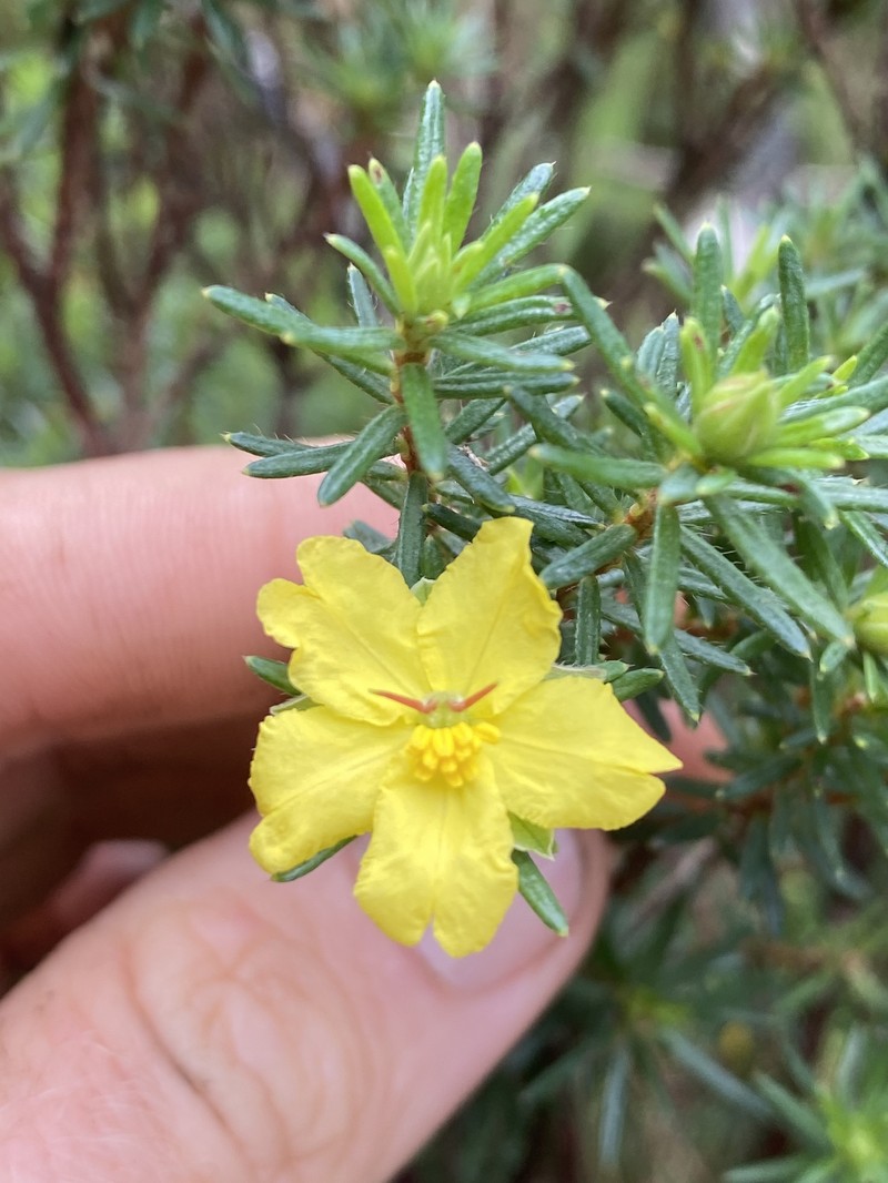Hibbertia concinna photo 8