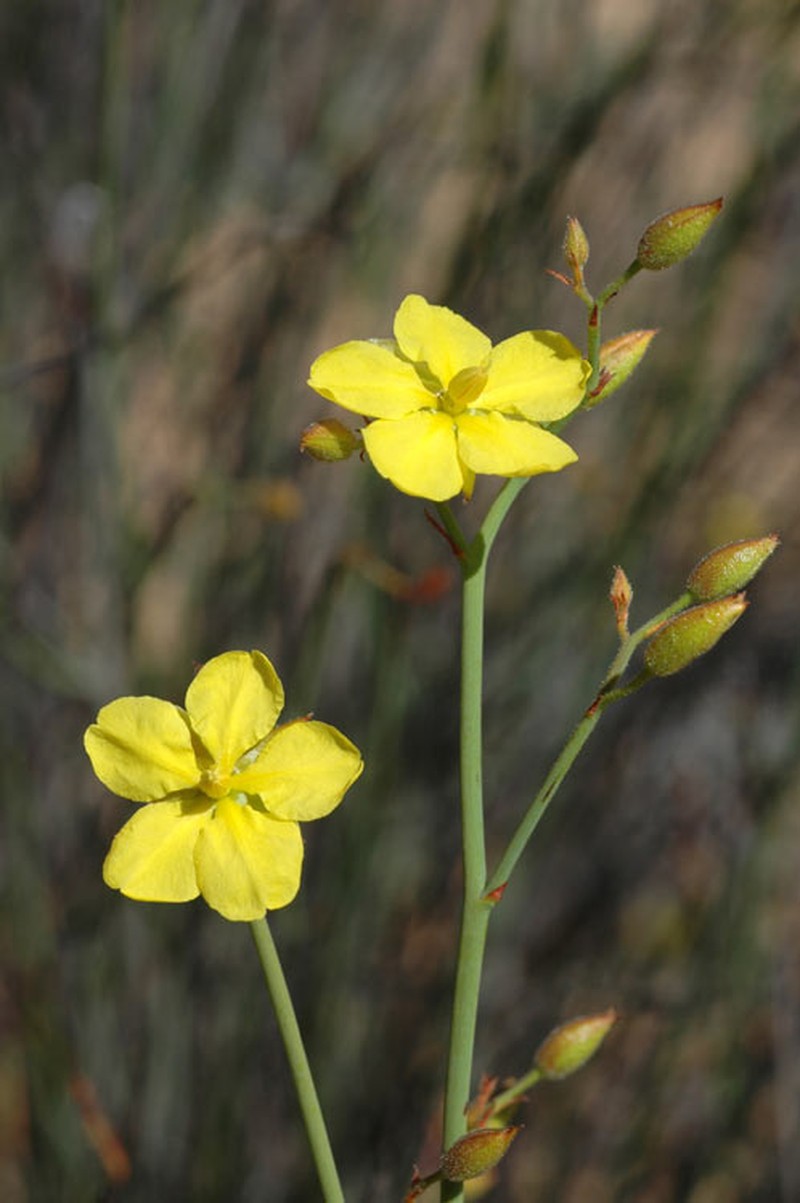 Hibbertia conspicua