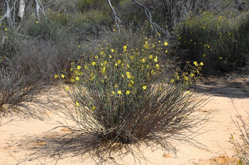 Hibbertia conspicua photo 2
