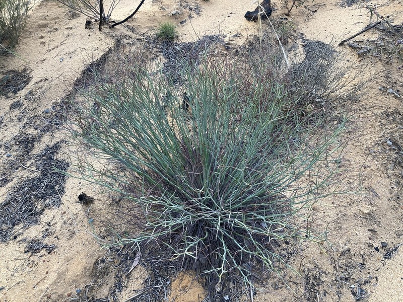 Hibbertia conspicua photo 3