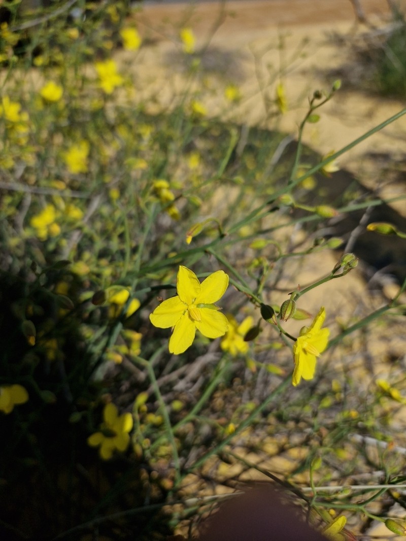 Hibbertia conspicua photo 4