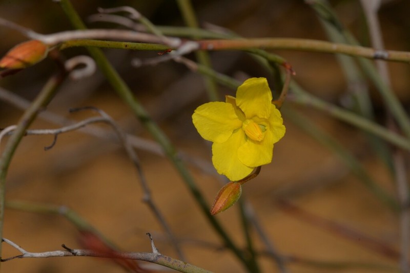 Hibbertia conspicua photo 5