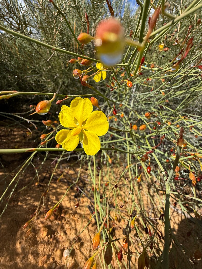 Hibbertia conspicua photo 6