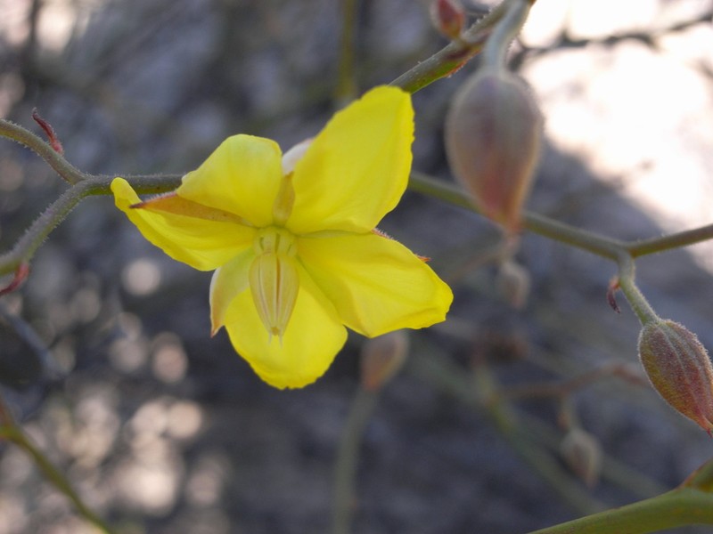 Hibbertia conspicua photo 7