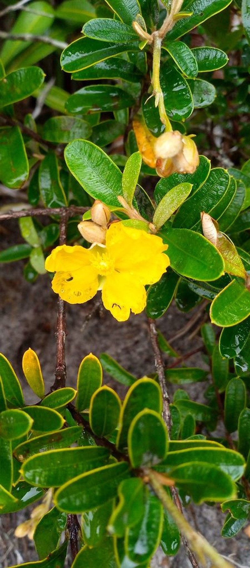 Hibbertia coriacea