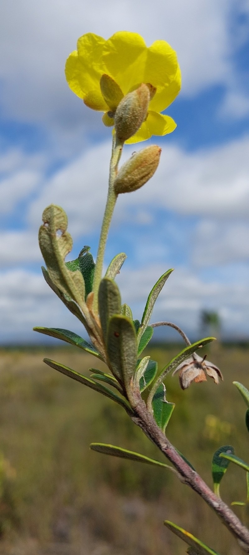 Hibbertia coriacea photo 3