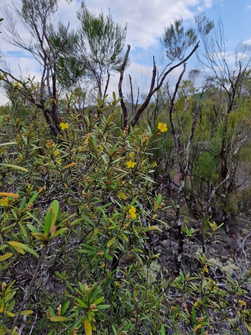 Hibbertia coriacea photo 4