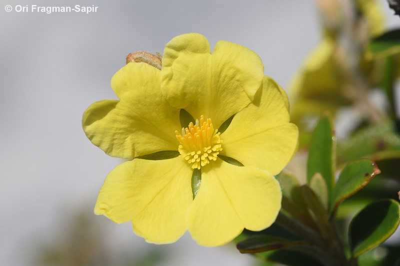 Hibbertia coriacea photo 5