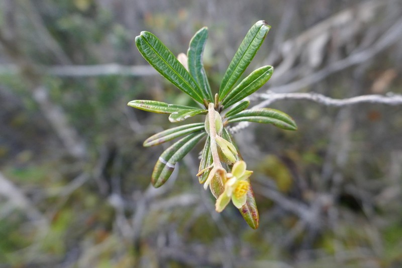 Hibbertia coriacea photo 6
