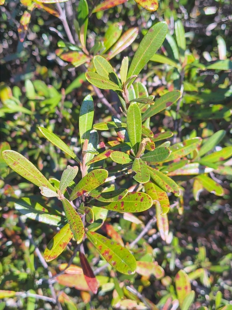 Hibbertia coriacea photo 7