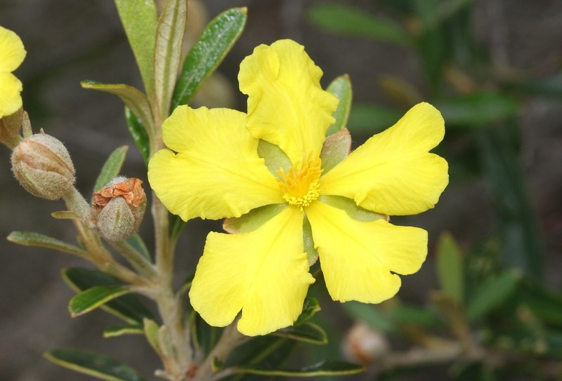 Hibbertia coriacea photo 8