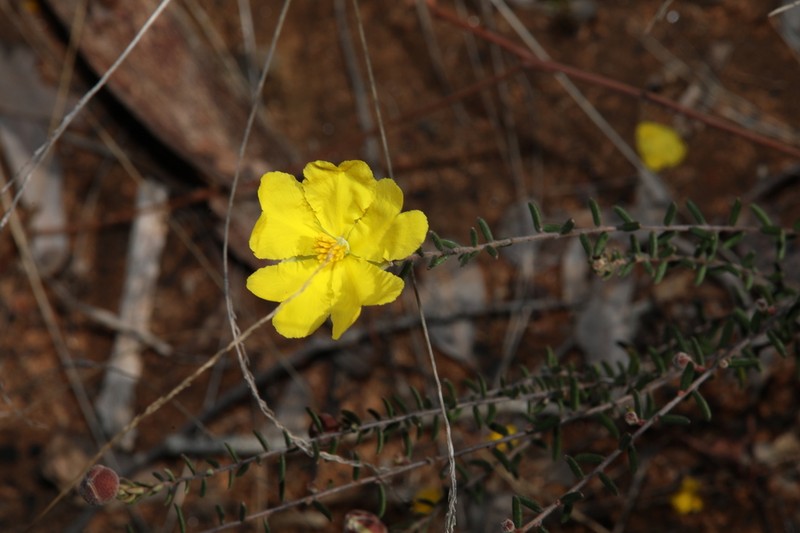 Hibbertia covenyana photo 2