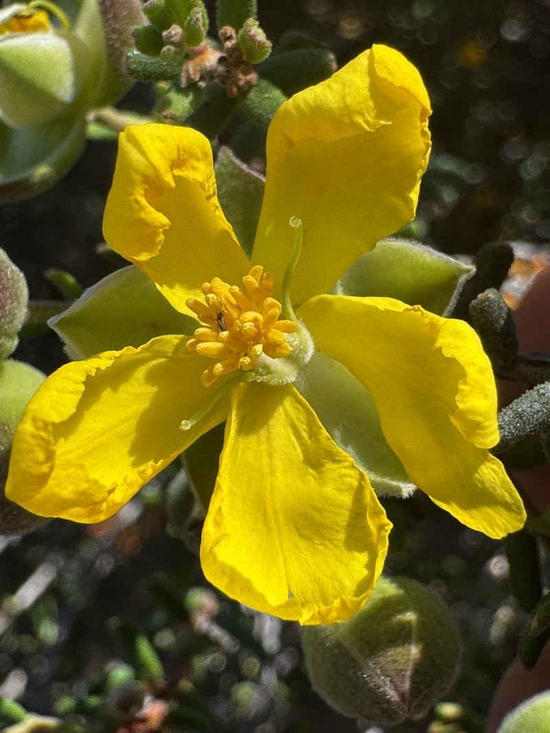 Hibbertia covenyana photo 3
