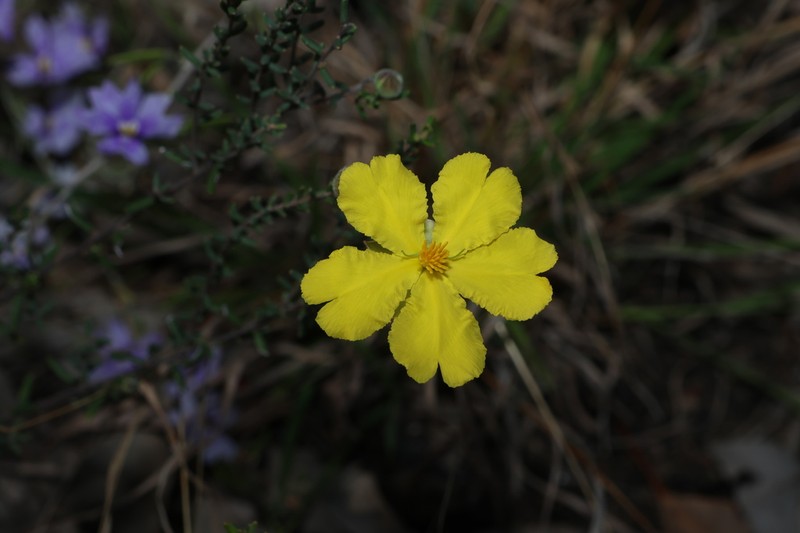 Hibbertia covenyana photo 4