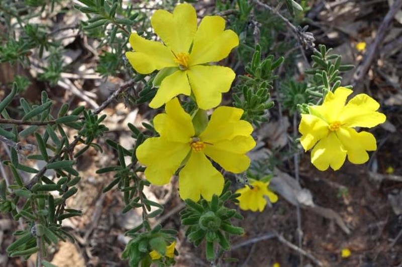 Hibbertia covenyana photo 5