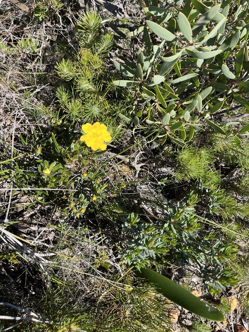 Hibbertia crassifolia