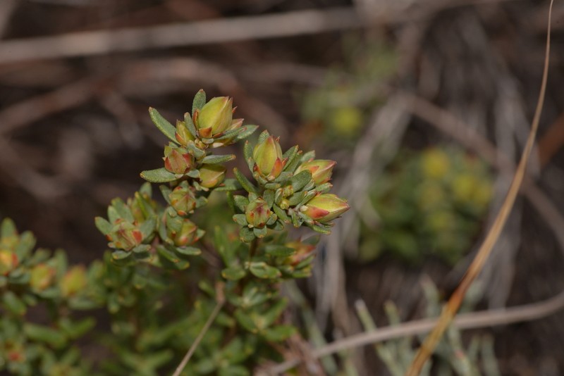 Hibbertia crassifolia photo 2