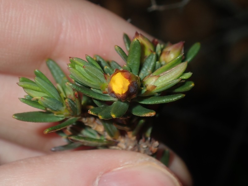 Hibbertia crassifolia photo 3