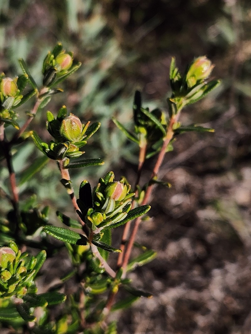 Hibbertia crassifolia photo 4
