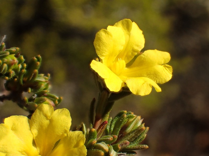 Hibbertia crassifolia photo 5