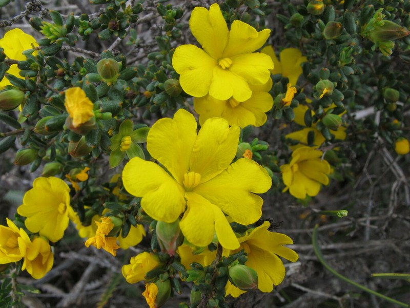 Hibbertia crassifolia photo 6