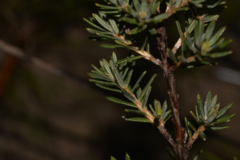 Hibbertia crassifolia photo 7