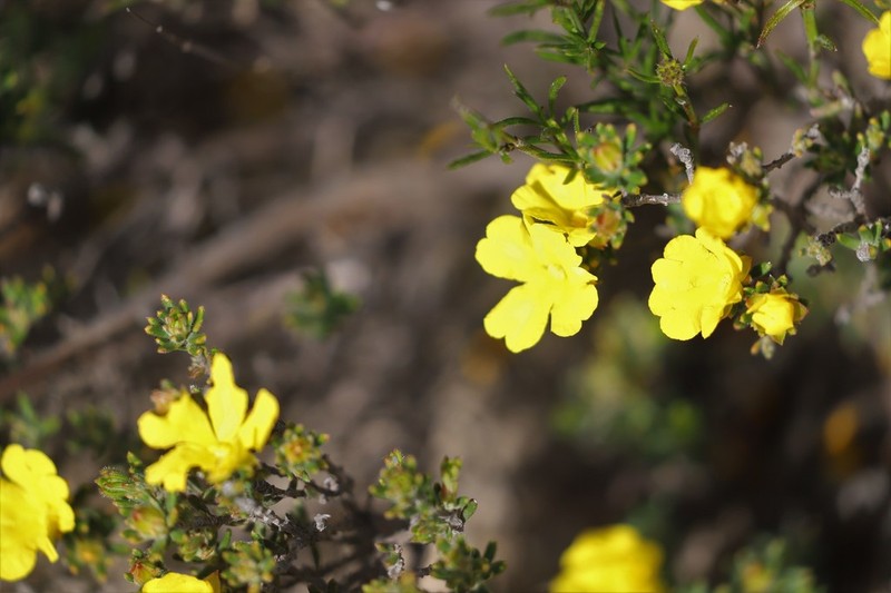 Hibbertia crassifolia photo 8