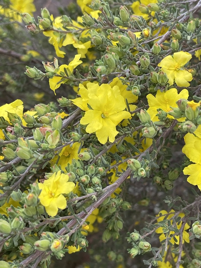 Hibbertia crinita photo 2
