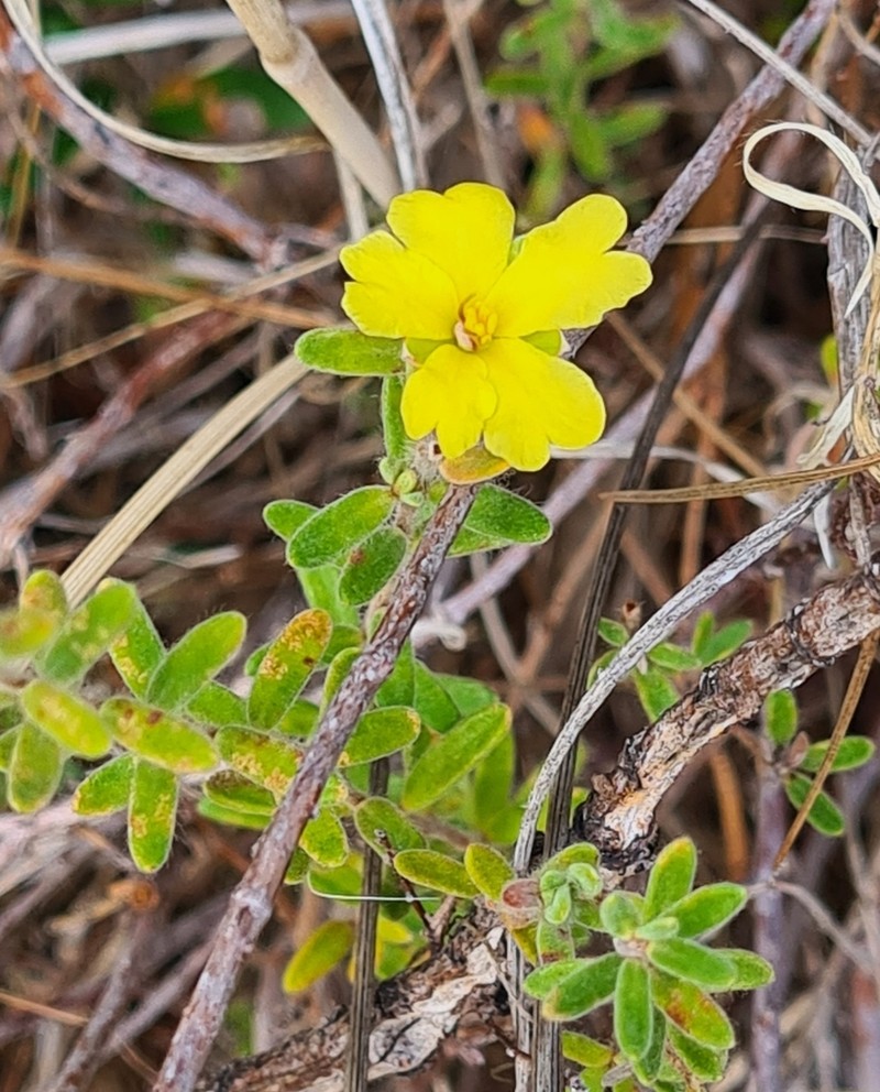 Hibbertia crinita photo 3