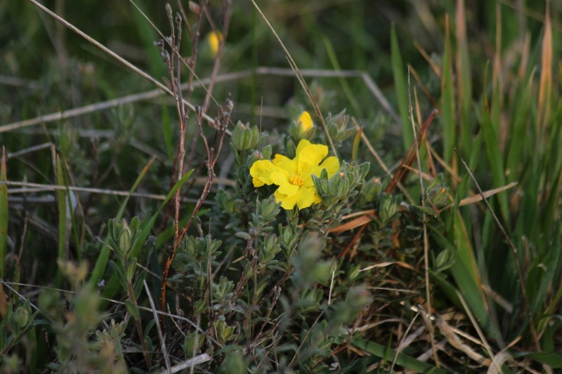 Hibbertia crinita photo 4