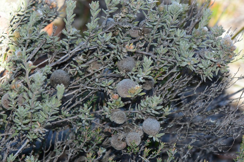 Hibbertia crinita photo 5