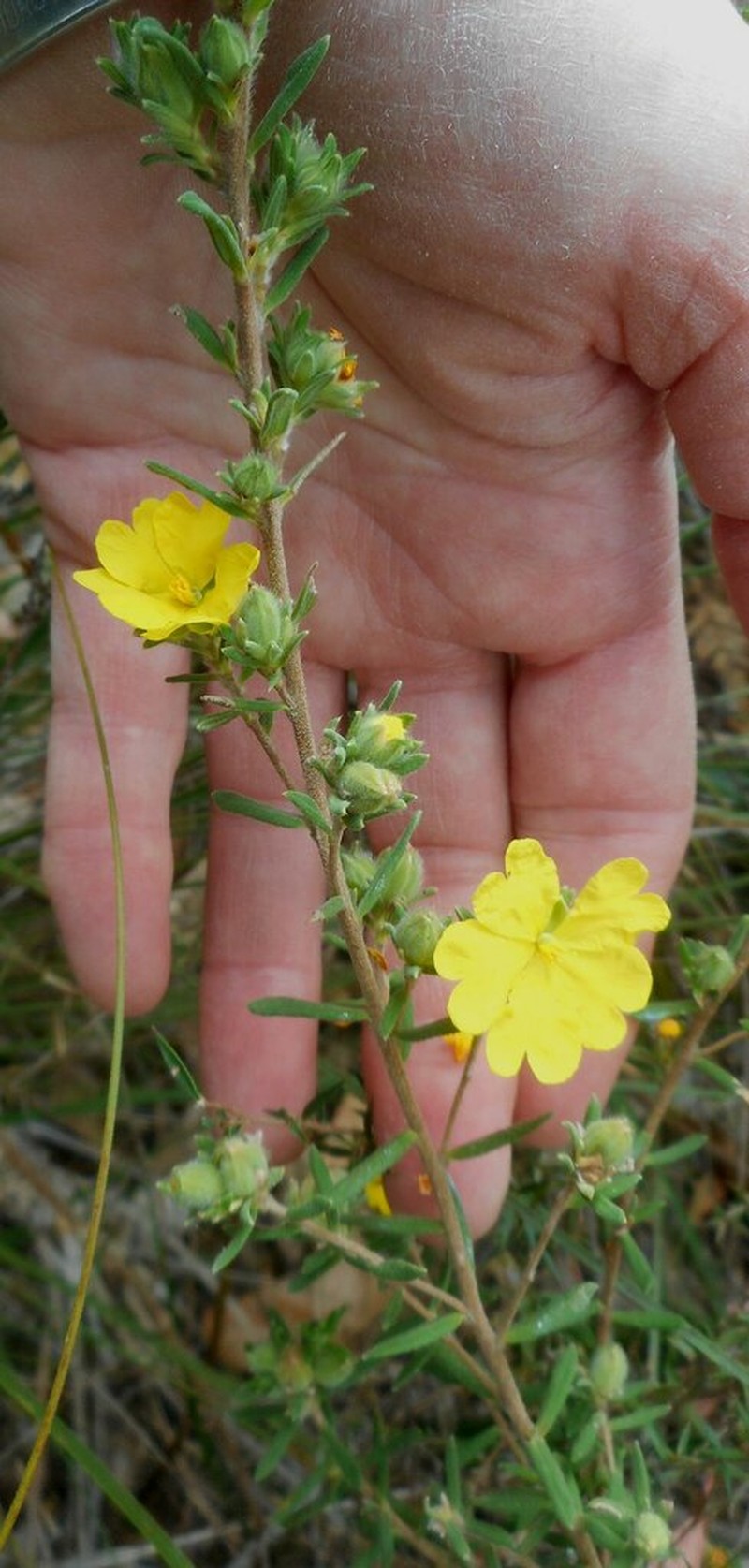Hibbertia crinita photo 6