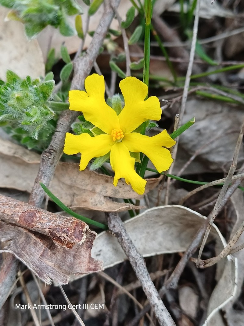 Hibbertia crinita photo 7