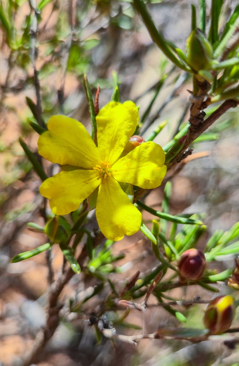 Hibbertia crispula photo 3
