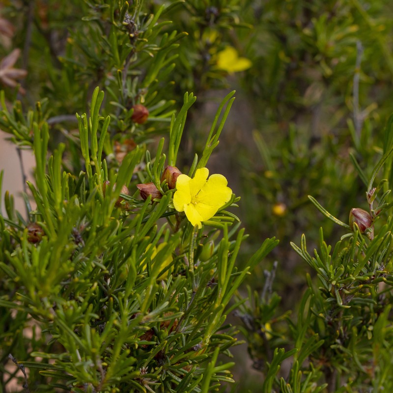 Hibbertia crispula photo 4