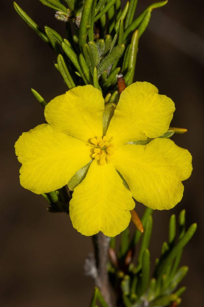 Hibbertia crispula photo 5