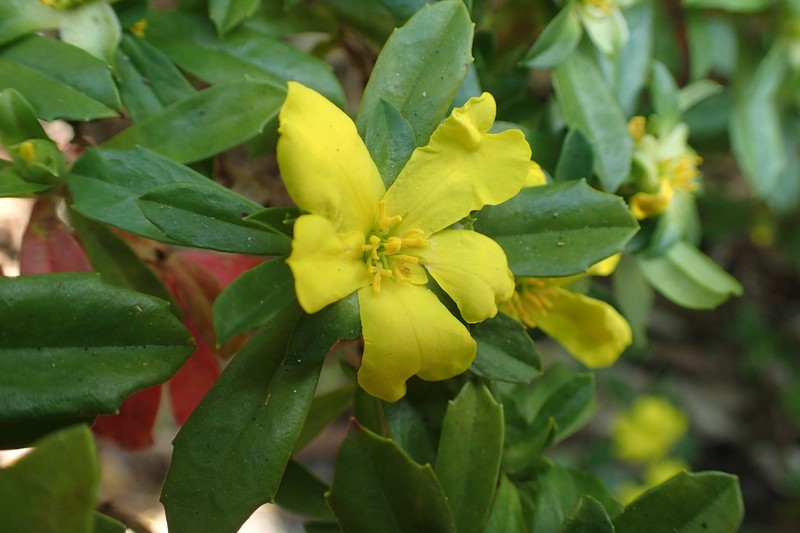 Hibbertia cuneiformis