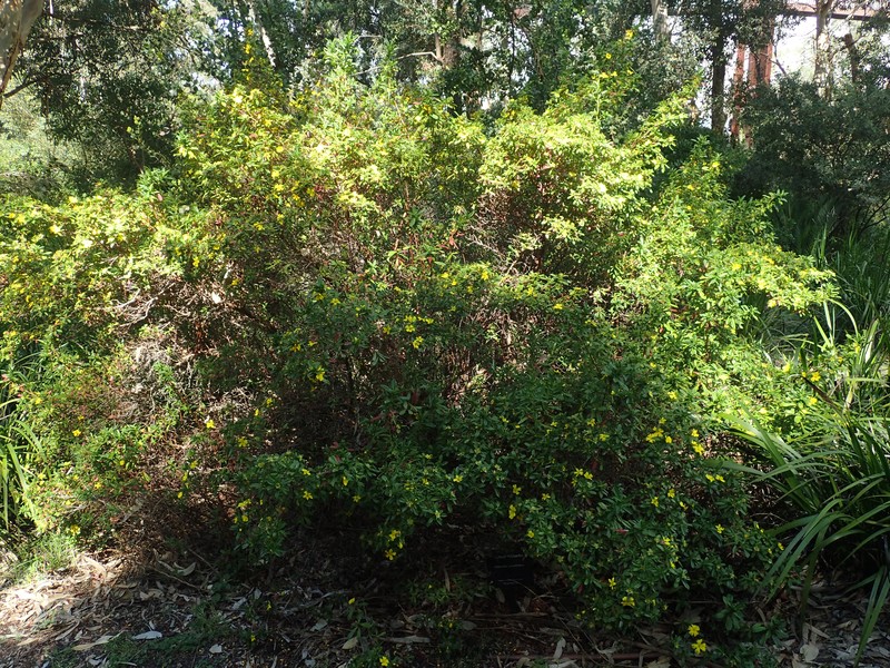 Hibbertia cuneiformis photo 2