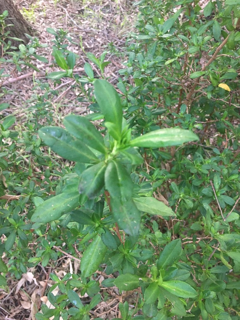 Hibbertia cuneiformis photo 3