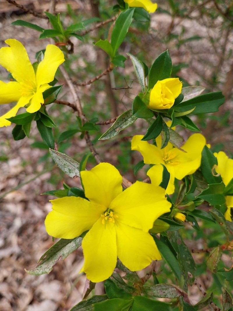 Hibbertia cuneiformis photo 4