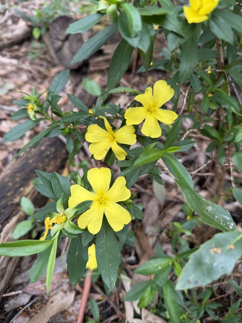 Hibbertia cuneiformis photo 5