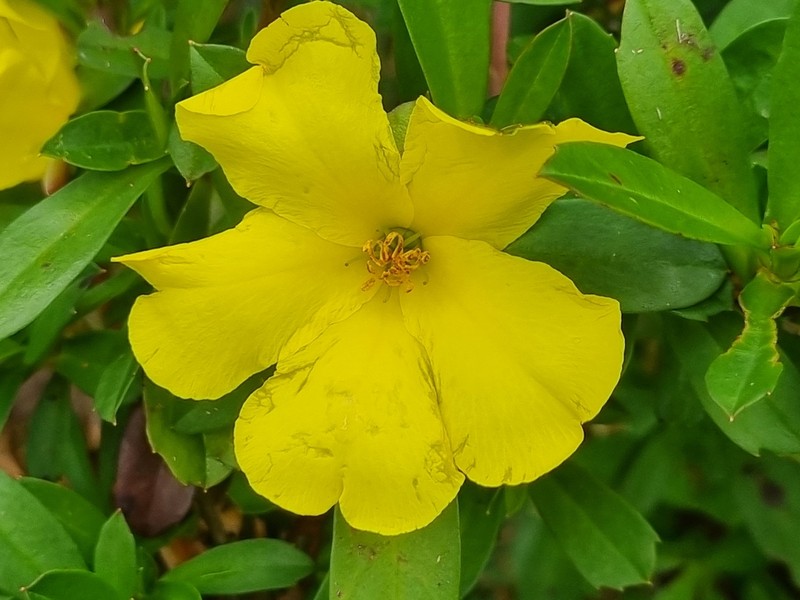 Hibbertia cuneiformis photo 6