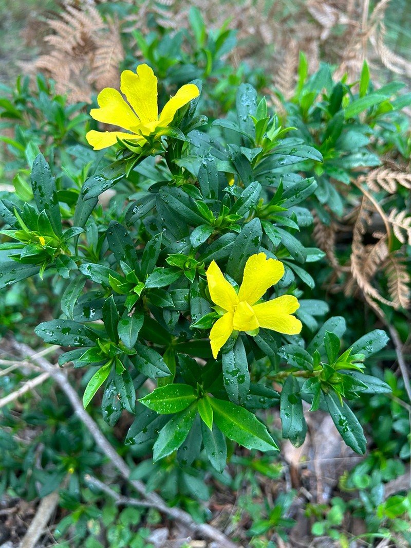 Hibbertia cuneiformis photo 7