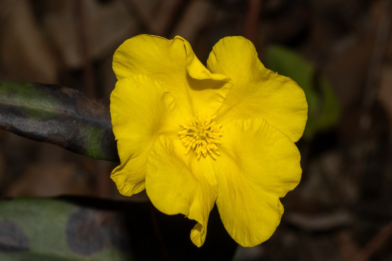 Hibbertia cunninghamii