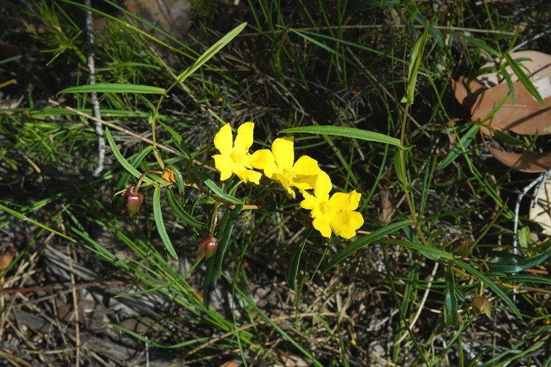 Hibbertia cunninghamii photo 2