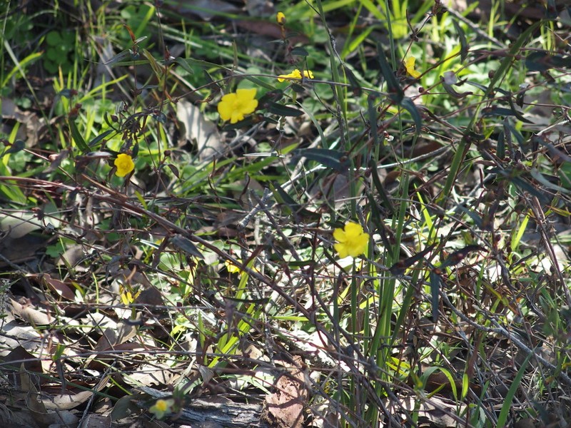 Hibbertia cunninghamii photo 3